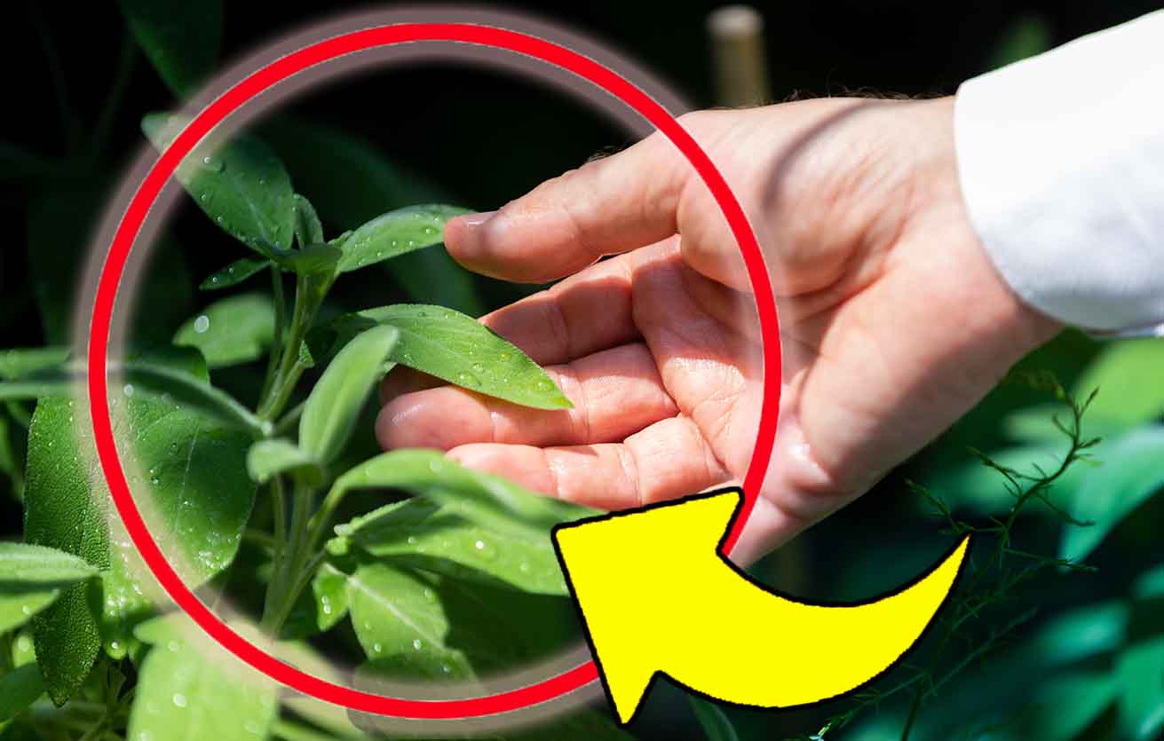 Salvia, pazzesco: mi basta un solo rametto per profumare tutta la