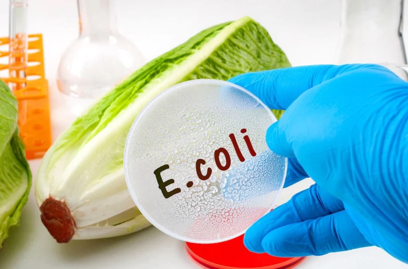 Escherichia coli negli alimenti