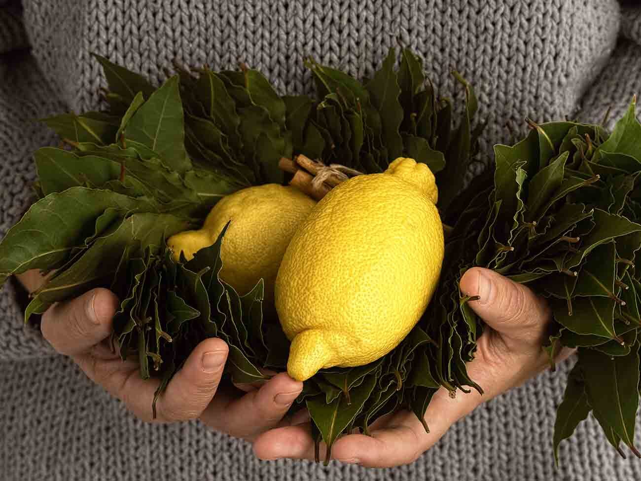 the-girl-holds-in-her-hands-branches-with-laurel-leaves-and-two-fresh-lemons-close-up-concept-for-fermenting-lemons-in-moroccan-with-salt-and-spices-laurus-nobilis-greek-laurel-2