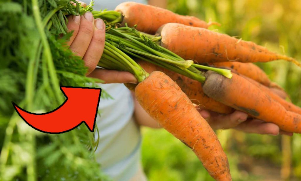 Ciuffi delle carote, non buttarli via: sono preziosissimi | Ci preparo un rimedio che uso tutti i giorni!