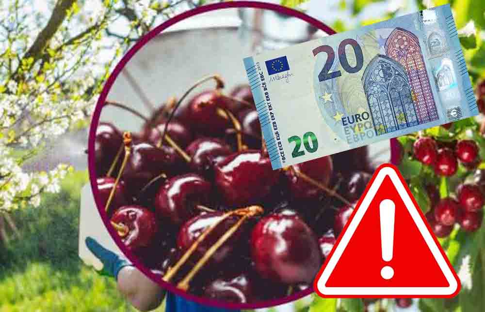 Ciliegie, quest’anno te le scordi: sono diventate un lusso | Costano fino a 20 euro al chilo, assurdo!