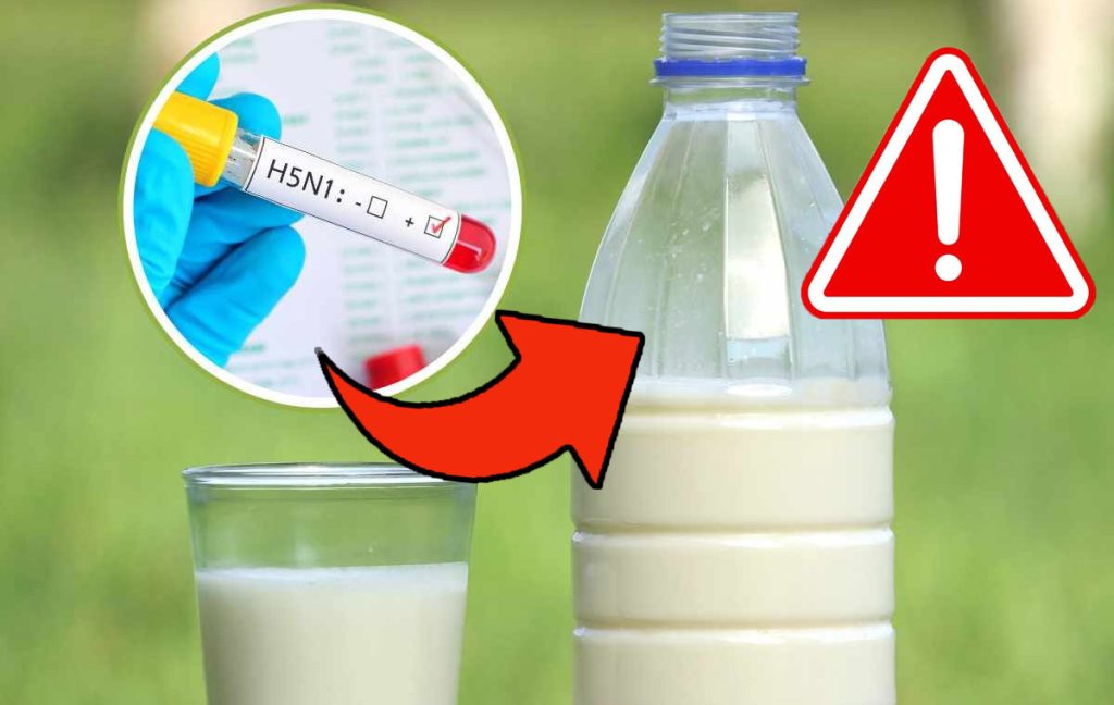 Aviaria nel latte, scatta l’allarme dall’OMS: “Non bevete questo”, può causare anche gravi infezioni respiratorie!