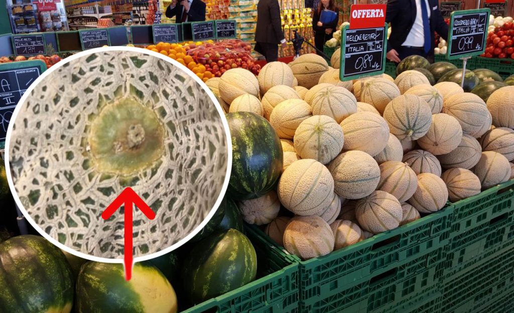 Melone dolce e succoso, sono un agronomo e ti svelo come riconoscerlo in 3 secondi (senza neanche toccarlo)!