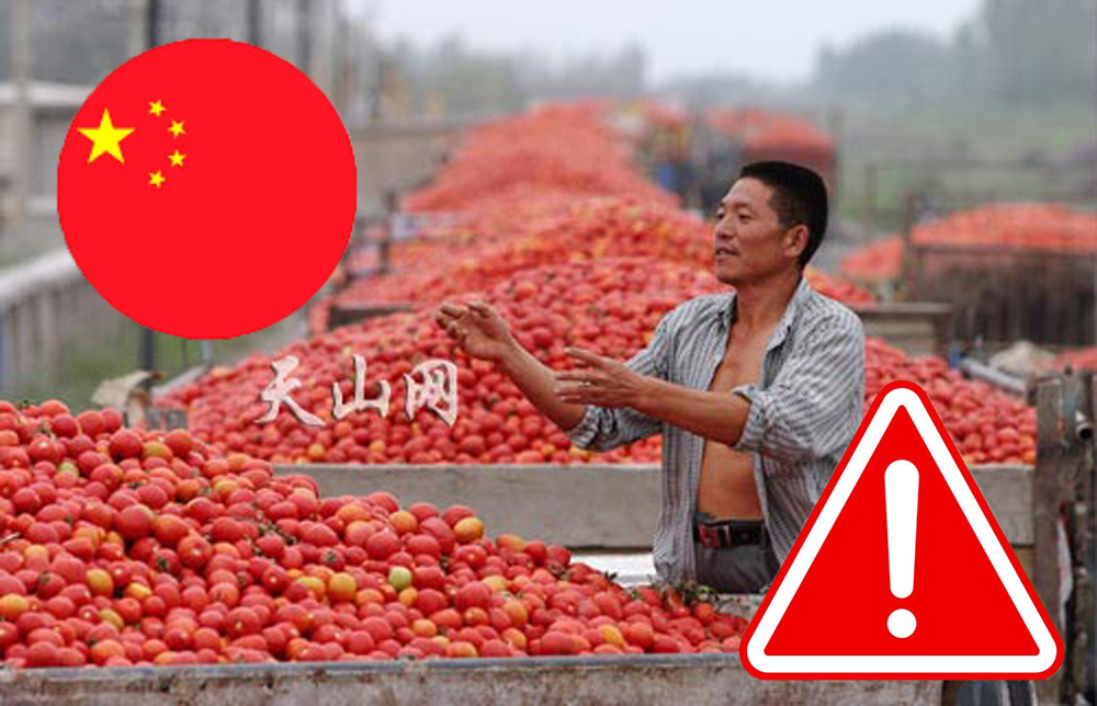 Concentrato di pomodoro cinese, si contano tonnellate arrivate in Italia via mare: ma cosa ne fanno?