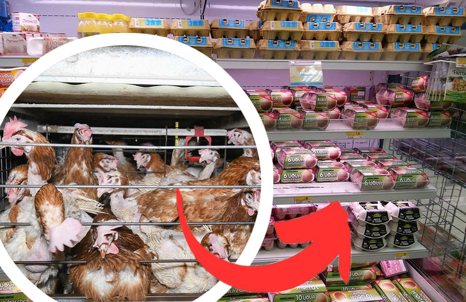 Uova di galline in gabbia, queste sono le marche che le usano ancora, da Granarolo ad Amadori!