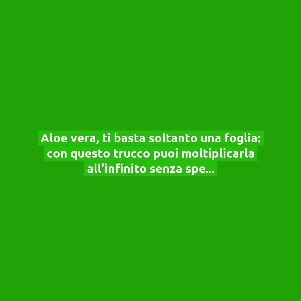 Aloe vera, ti basta soltanto una foglia: con questo trucco puoi moltiplicarla all’infinito senza spendere un euro!